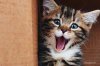 Happy kitten 1.jpg