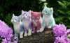 Colorful Kittens.jpg