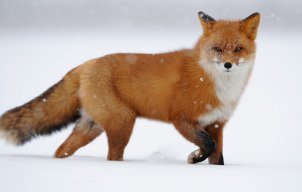 MrFoxGuy