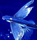 SkyFish