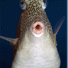 DatSalmon