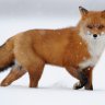 MrFoxGuy